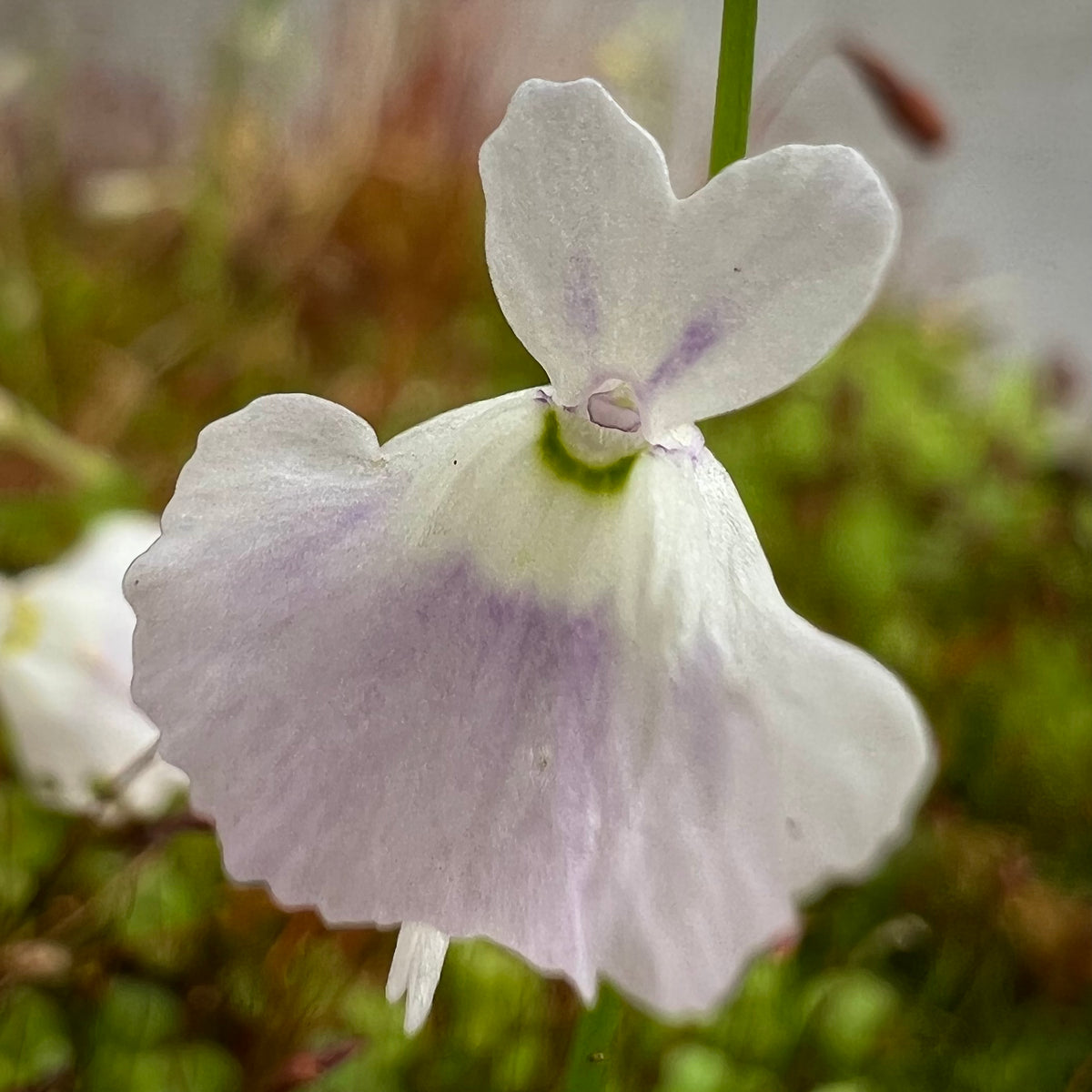 Venus Fly Traps and Bladderworts (Utricularia): The Strange…