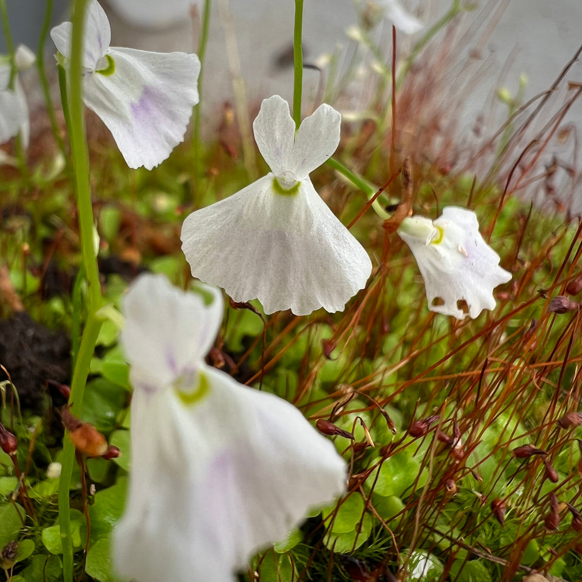 Venus Fly Traps and Bladderworts (Utricularia): The Strange…