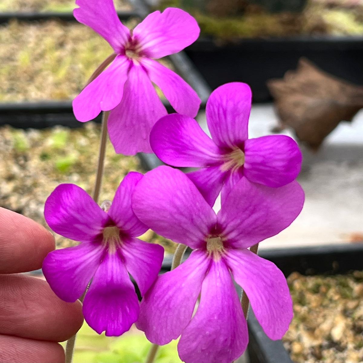 Pinguicula x 