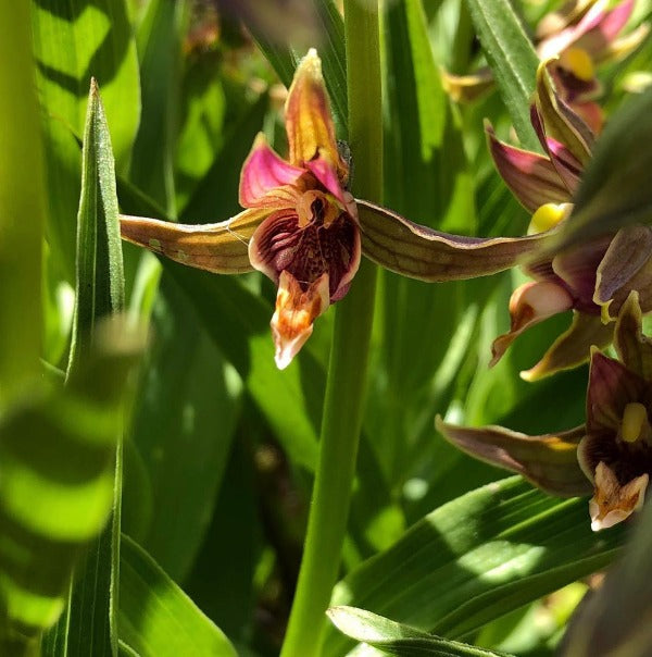 California Stream Orchid Epipactis Gigantea – California Carnivores