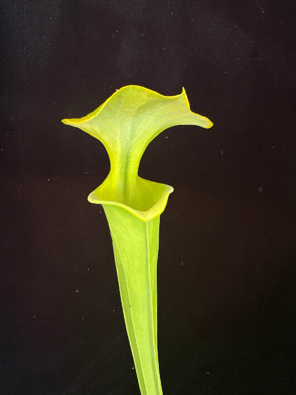 Sarracenia flava v. maxima “Elegant Lip” DGF18