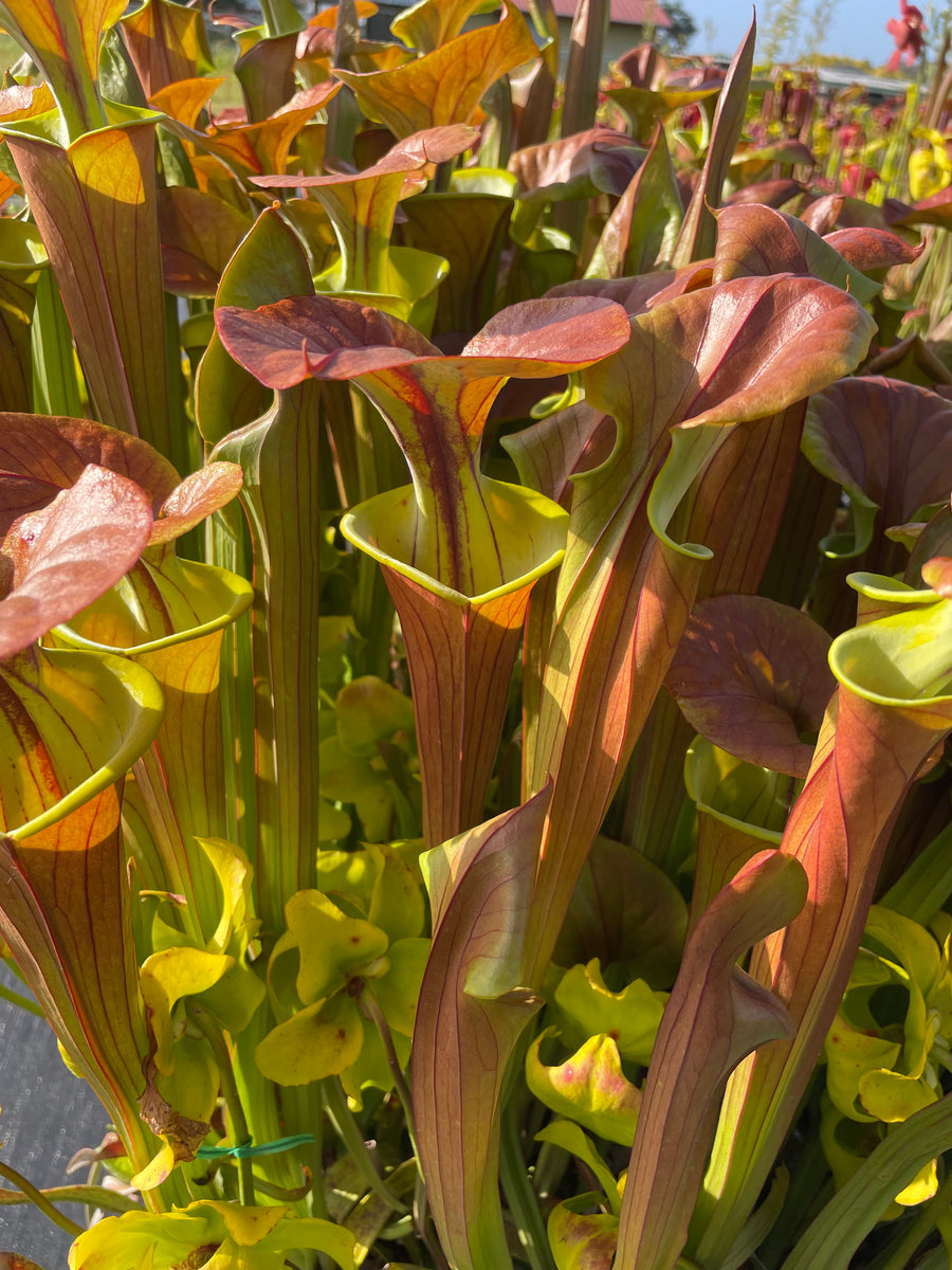 Sarracenia flava cuprea 