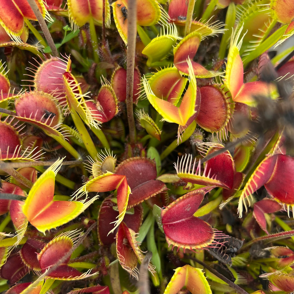 Dionaea muscipula - Venus flytrap - 10 seeds - Onszaden
