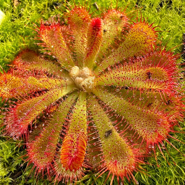 Drosera aliciae sundew