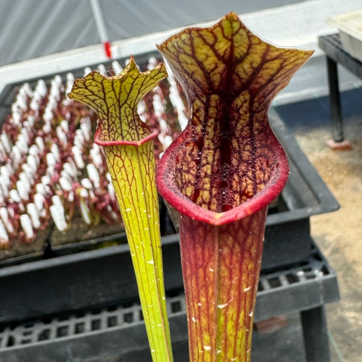 Sarracenia ( x moorei “Yellow River” ) x ( x ‘Saurus’ ) Potted ...