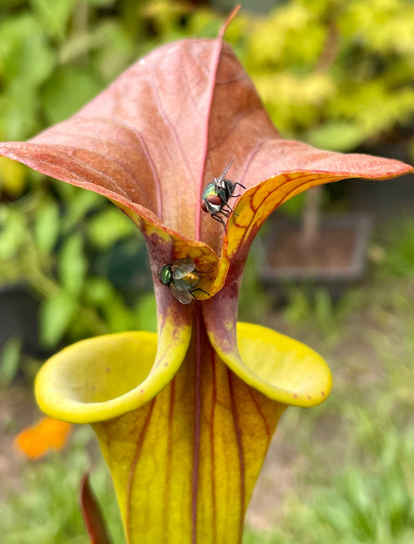 Sarracenia flava cuprea "Bill Hoyer" 