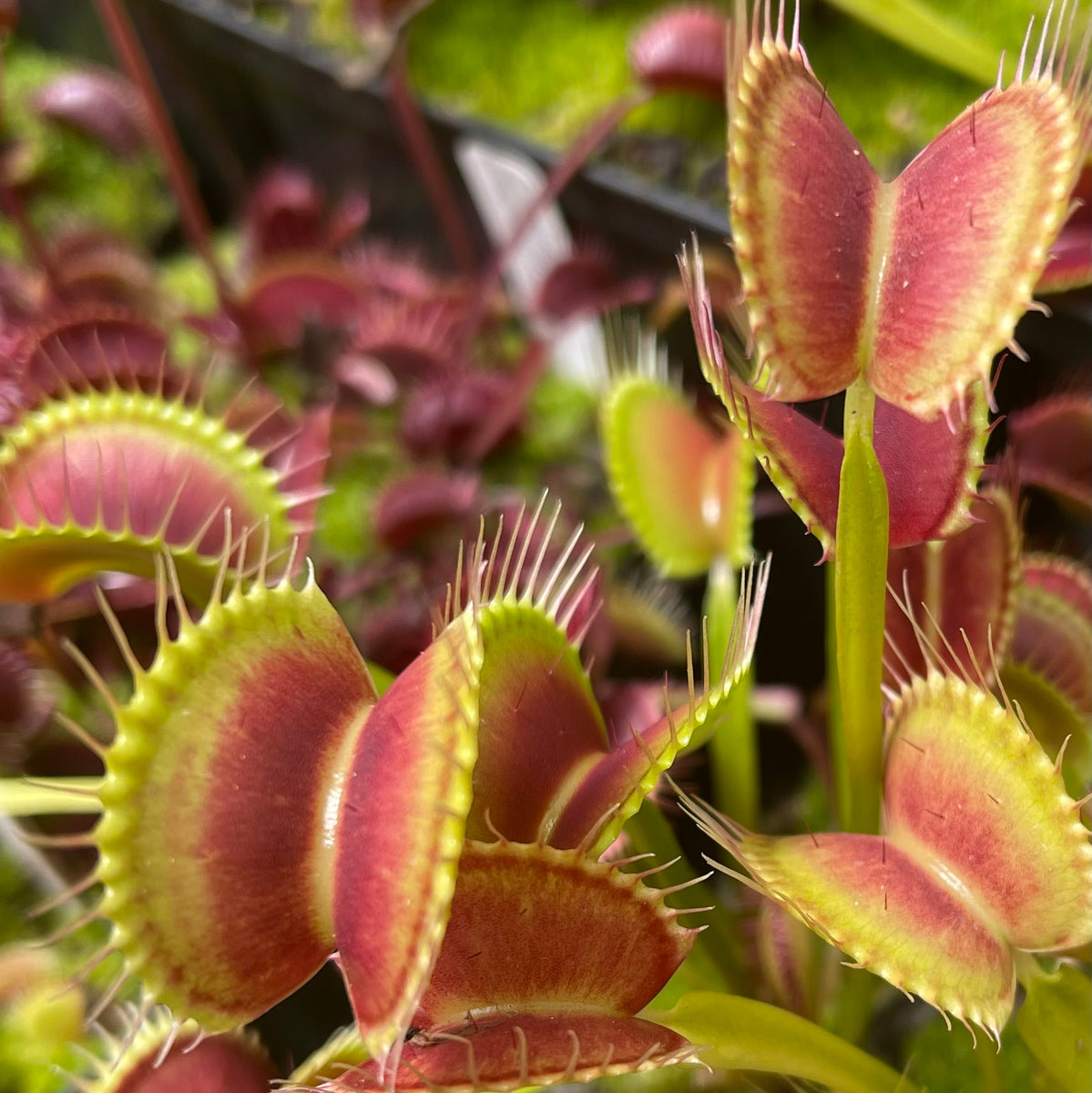 Seed Pack Dionaea m. ‘Switzerland Giant’ (12 seeds/pack) – California ...