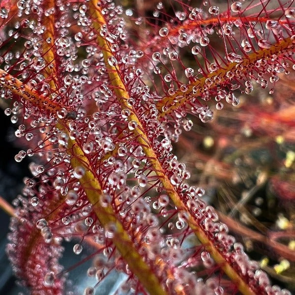 Drosera binata sundew