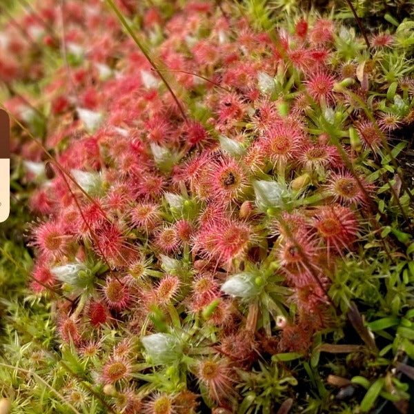 Drosera leucoblasta 