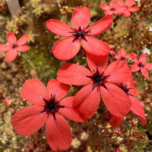 Drosera Dork Pink Sundew