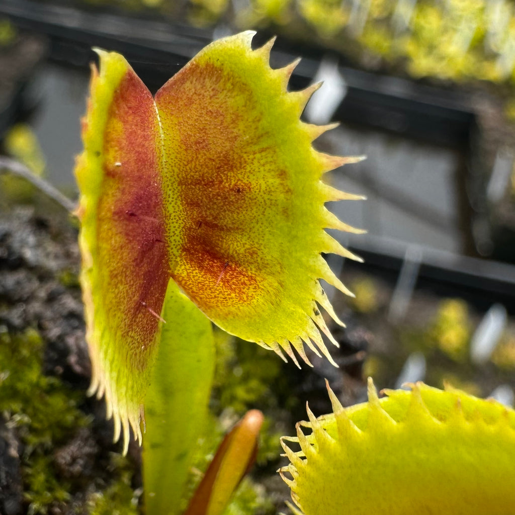 Venus Flytraps (Dionaea muscipula) Potted – California Carnivores