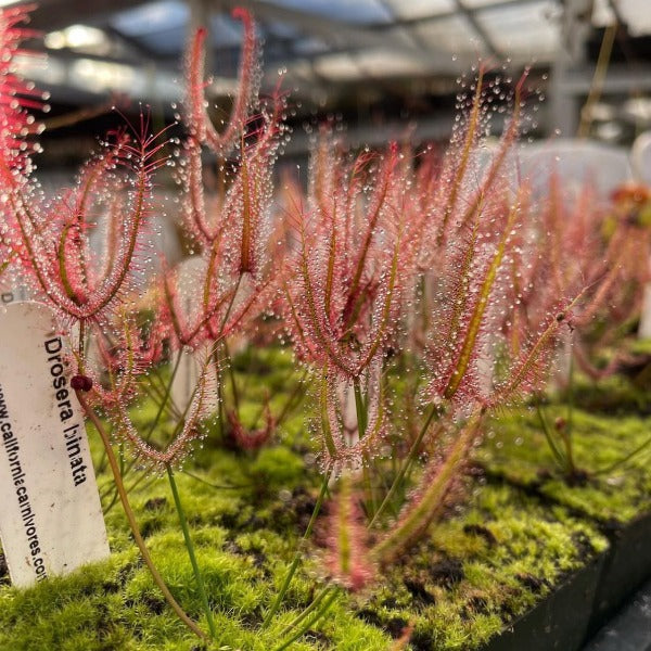 Drosera binata sundew