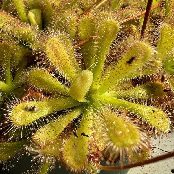 Drosera coccicaulis sundew