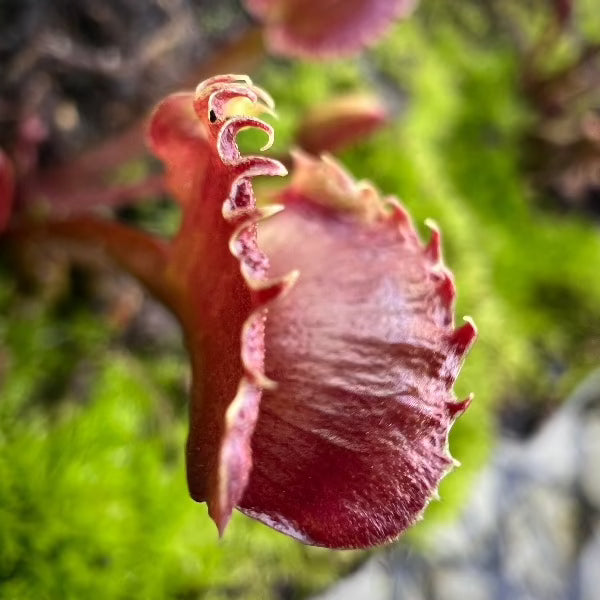 Venus Flytrap - Dentate Traps