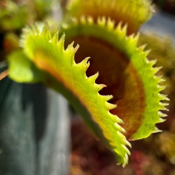 Dionaea Shark Teeth