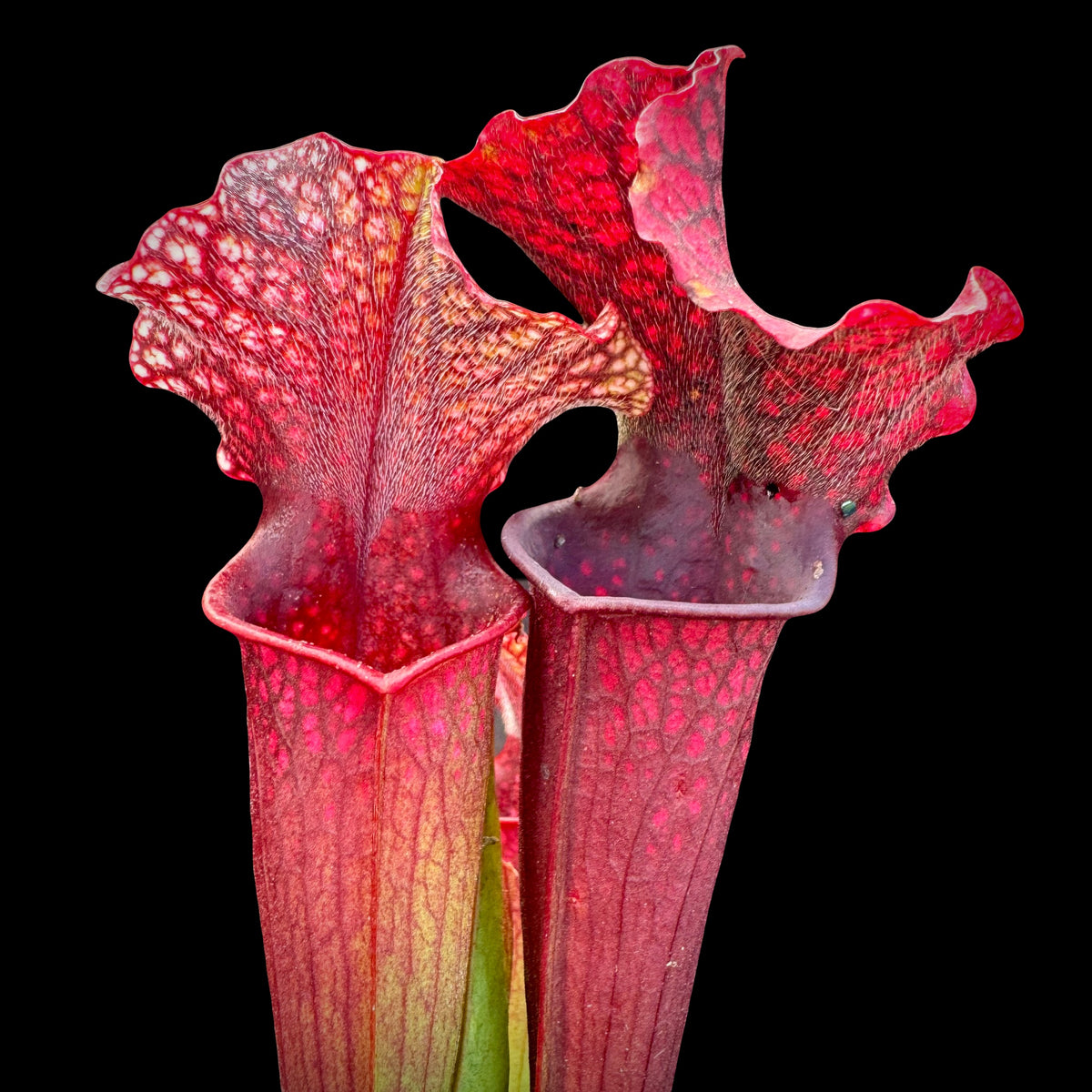 Sarracenia x 'Judith Hindle' Potted – California Carnivores