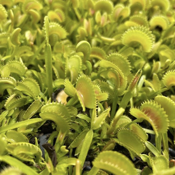 Seed Pack Dionaea m. ‘Dente’ (12 seeds/pack) – California Carnivores