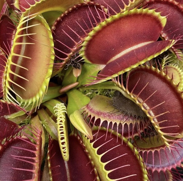 Dionaea Mega Traps