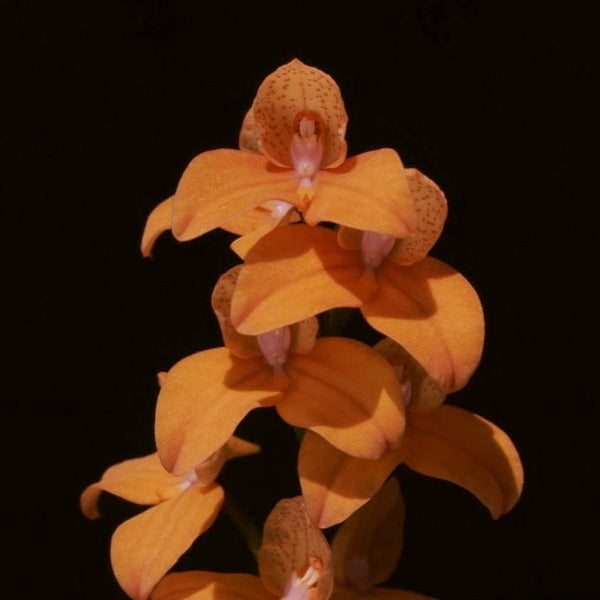 Disa auratkew orchid