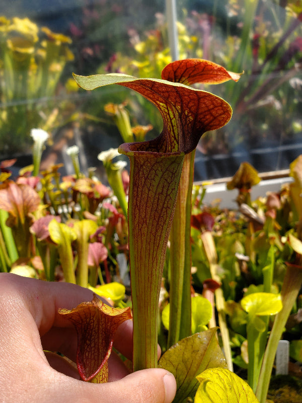 Sarracenia alata “Red Throat”