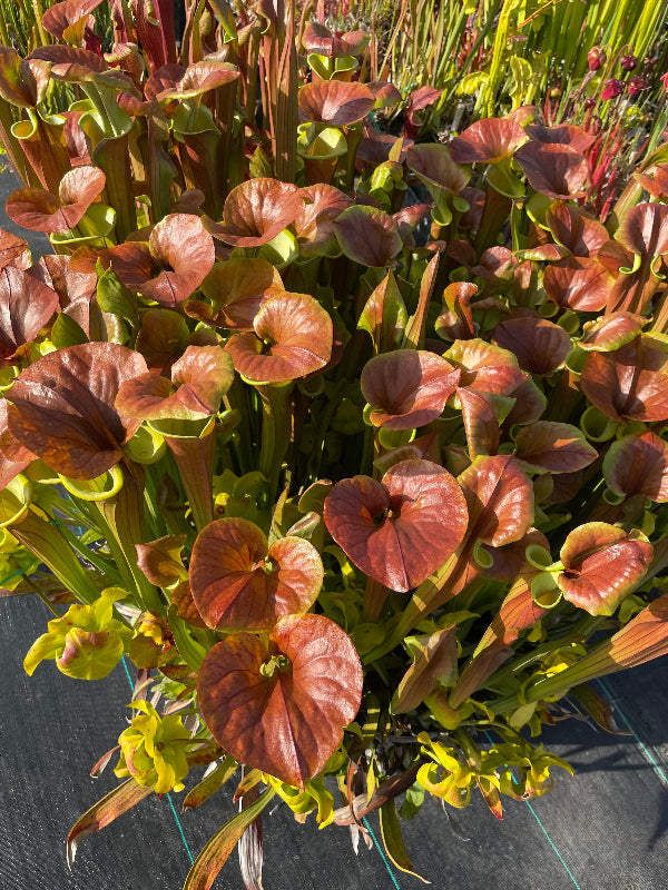 Sarracenia flava cuprea "Bill Hoyer" 