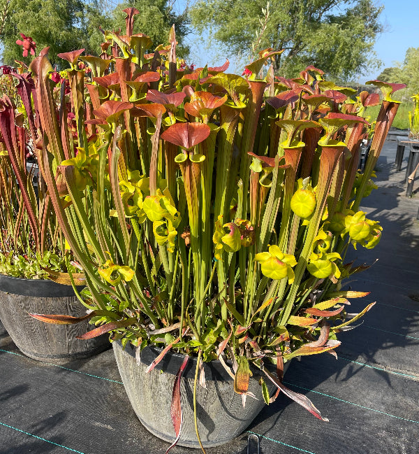 Sarracenia flava cuprea "Bill Hoyer" 