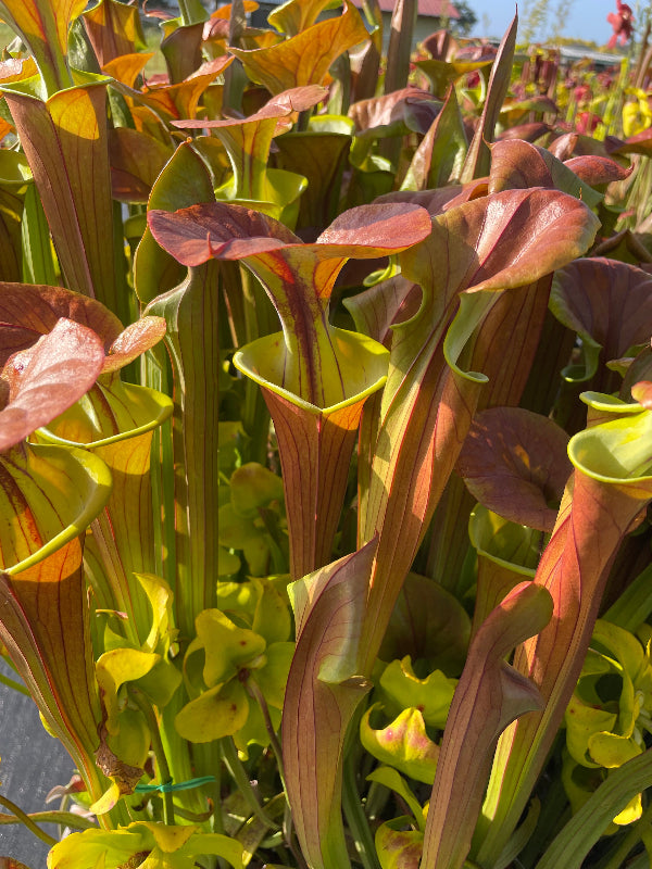 Sarracenia flava cuprea "Bill Hoyer" 