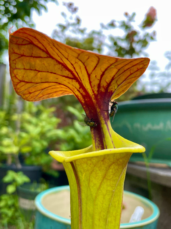 Sarracenia flava cuprea "Bill Hoyer" 