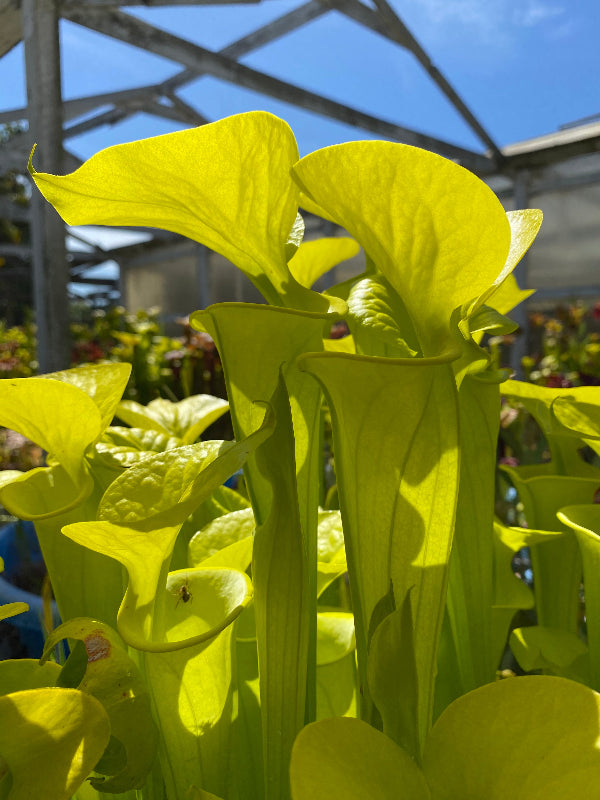 Sarracenia flava v. maxima