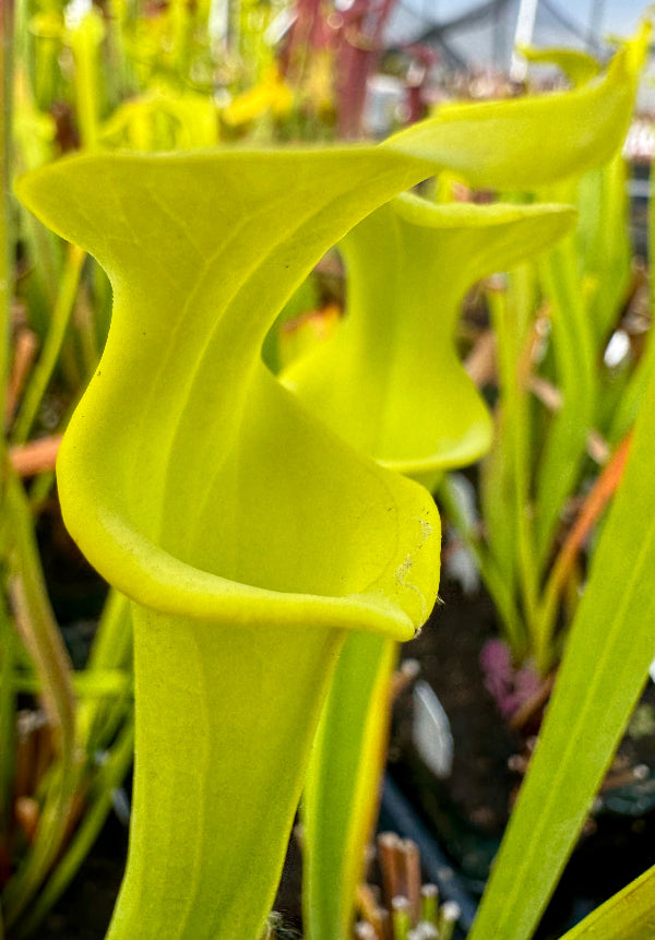 Sarracenia flava v. maxima “Elegant Lip” DGF18