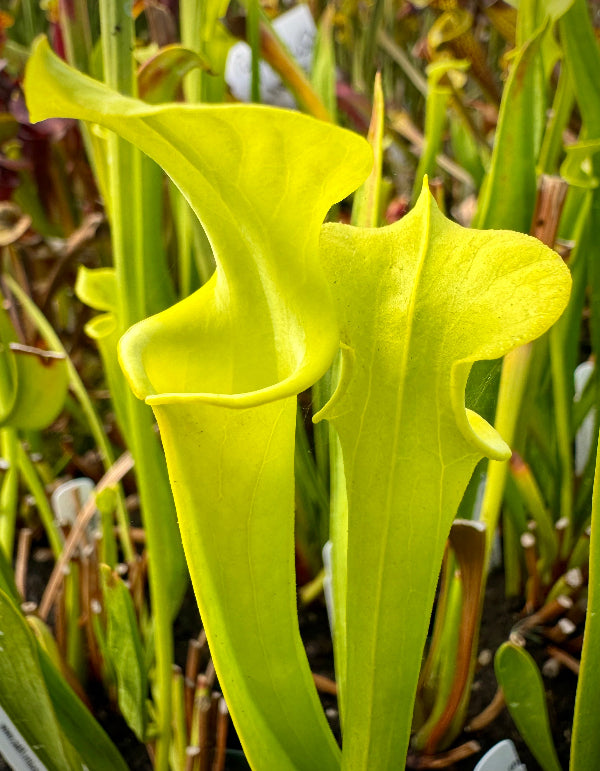 Sarracenia flava v. maxima “Elegant Lip” DGF18