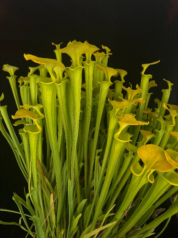 Sarracenia flava v. maxima “Elegant Lip” DGF18