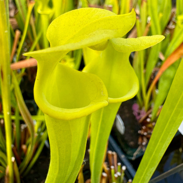 Sarracenia flava v. maxima “Elegant Lip” DGF18