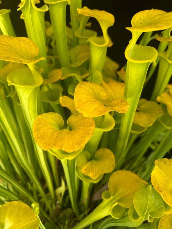 Sarracenia flava v. maxima “Elegant Lip” DGF18