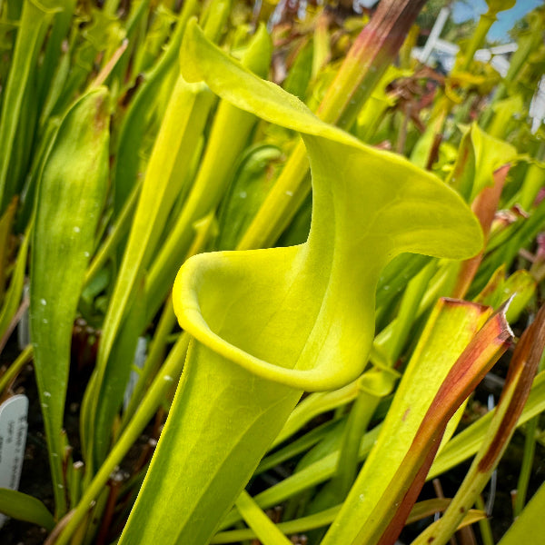 Sarracenia flava v. maxima “Elegant Lip” DGF18