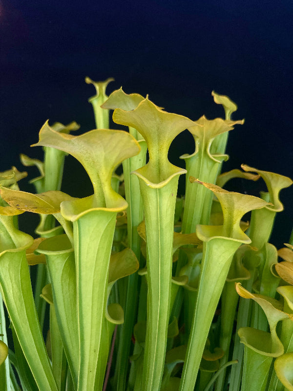 Sarracenia flava v. maxima “Elegant Lip” DGF18