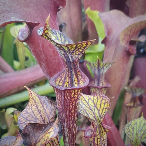 Sarracenia flava v. ornata “DGF20”