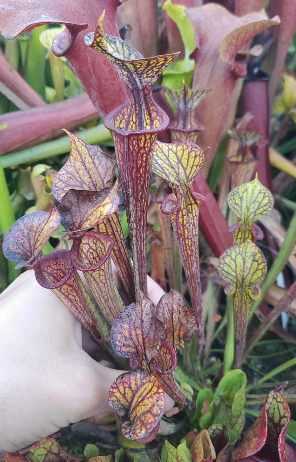 Sarracenia flava v. ornata “DGF20”