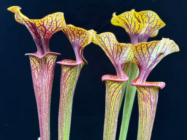 Sarracenia flava v. ornata "Gulf Coast, FL"