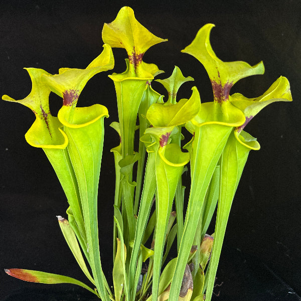 Sarracenia flava v. rugelli “Liberty, Co, FL”