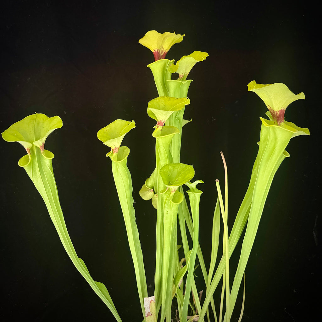 Sarracenia flava v. rugelli “Santa Rosa, Co, FL”