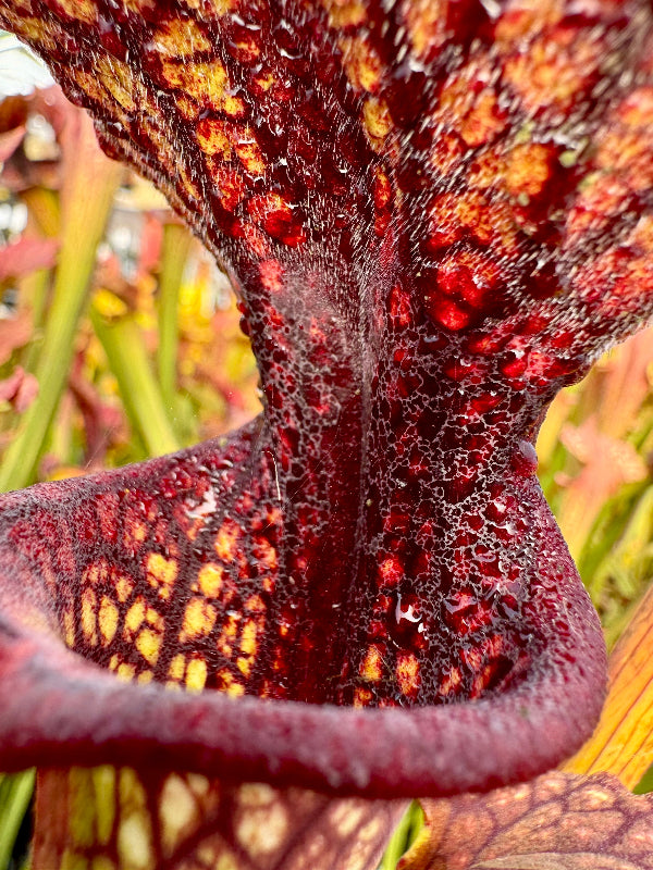 Sarracenia leucophylla "Red" x flava var ornata