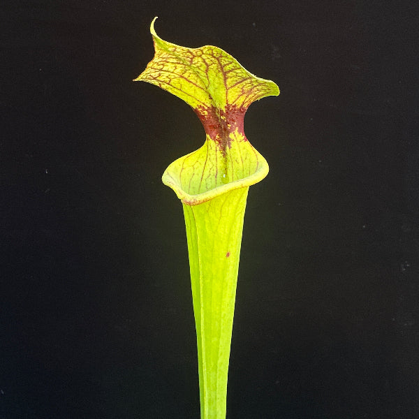 Sarracenia ( x moorei ) x ( x ‘Adrian Slack’ )