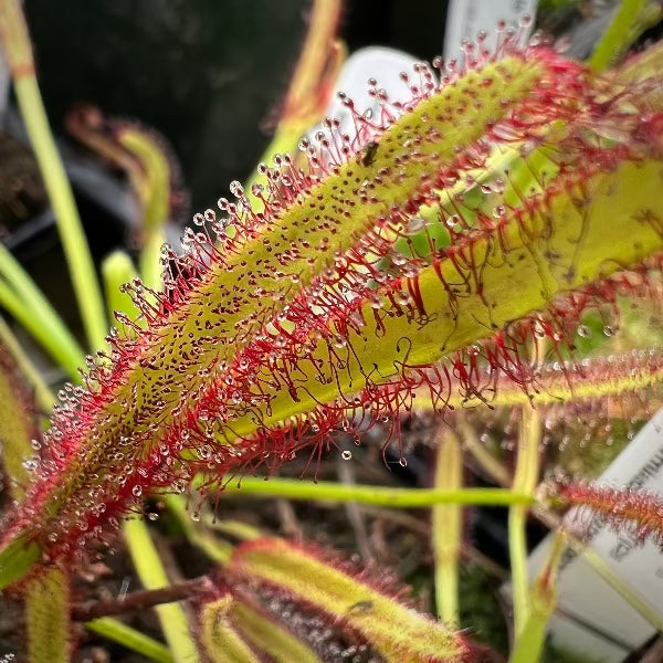 Drosera capensis Stellenbosch South Africa Drosera