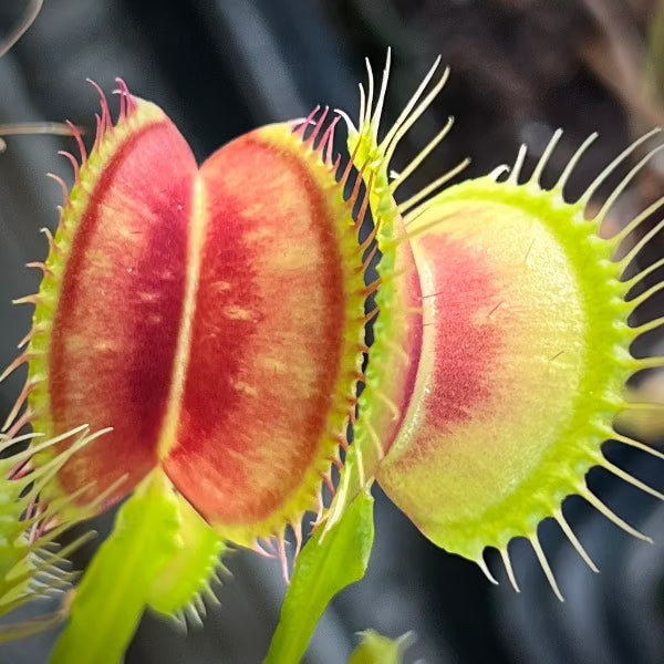 Dionaea Eye of Sauron Venus Flytrap – California Carnivores