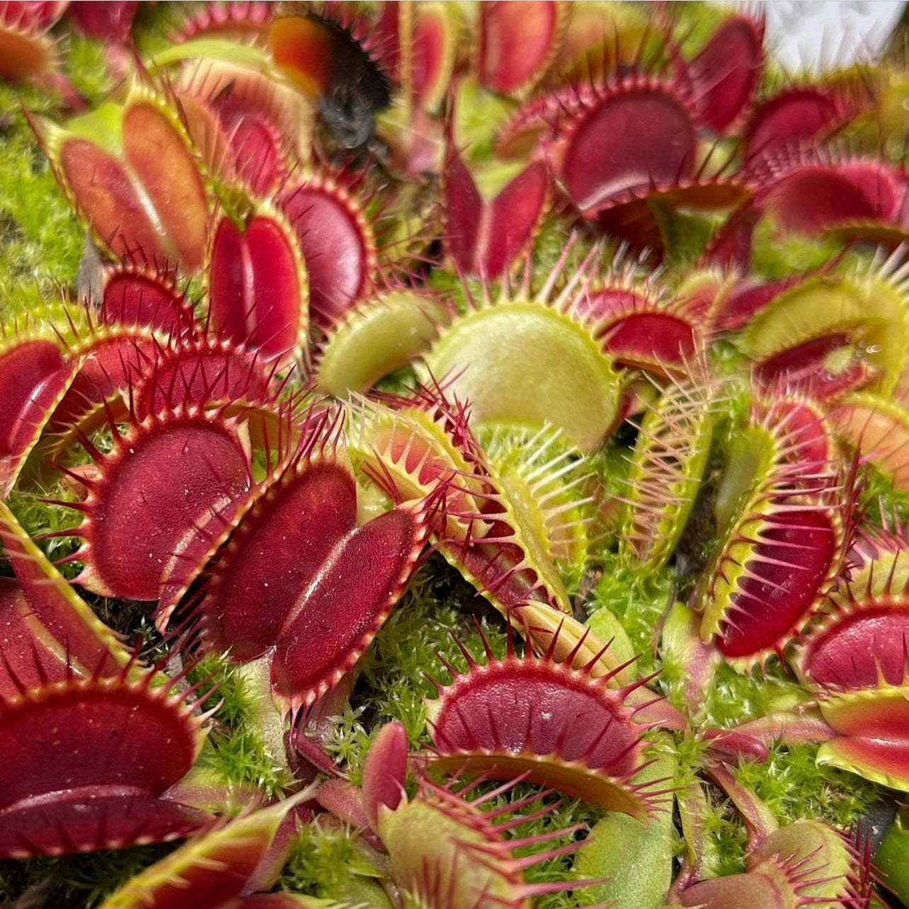 Seed Pack Dionaea m. 'Black Star' (12 seeds/pack)