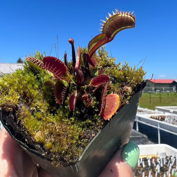 Dionaea m. 'DC-XL' Potted