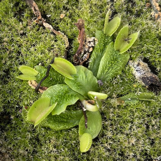 Dionaea Schuppenstiel