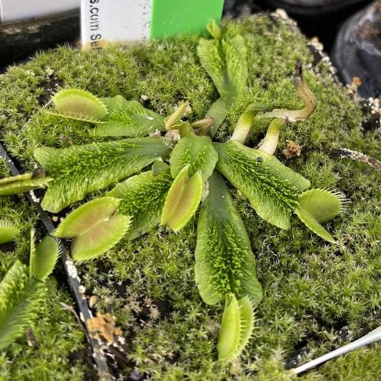 Dionaea Schuppenstiel