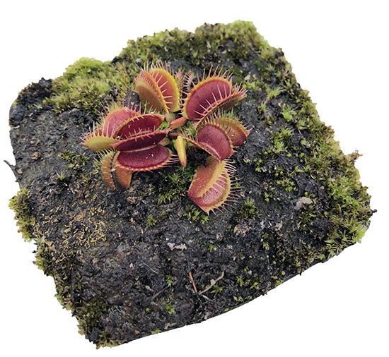 Dionaea Black Star